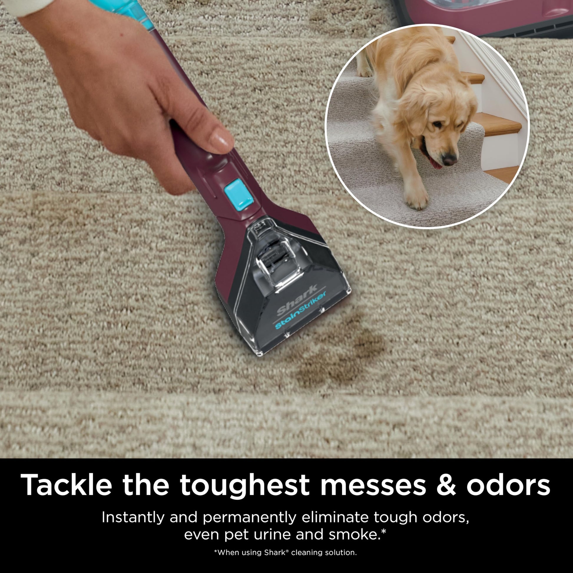 Shark StainStriker Portable Carpet, Upholstery & Area Rug Cleaner with Pet Mess Tool, Stain & Odor Remover, Perfect for Car Interiors, Includes 3 Cleaning Tools & Cleaning Solution, White, PX201 ANM Liquidation